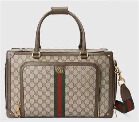 gucci pet rotterdam